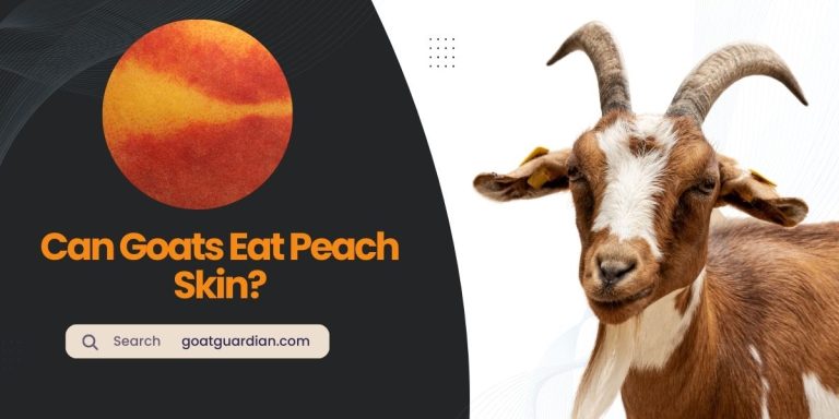 Can Goats Eat Peach Skin? (with Alternatives)
