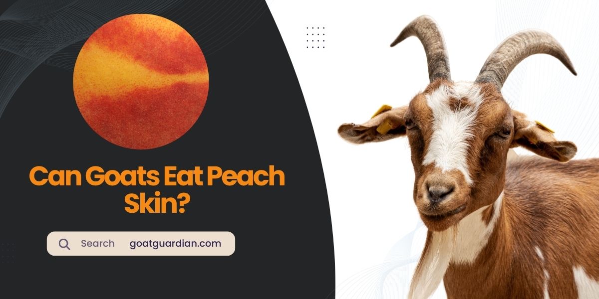 Can Goats Eat Peach Skin