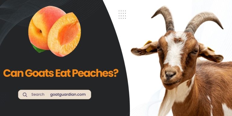 Can Goats Eat Peaches? (with Benefits)