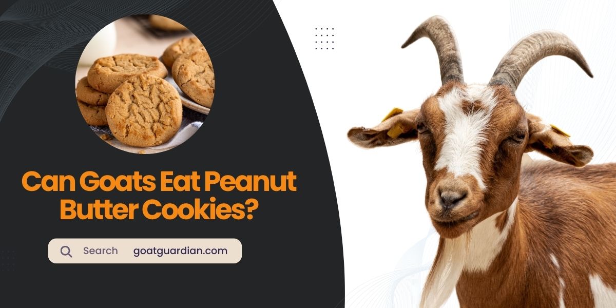 Can Goats Eat Peanut Butter Cookies
