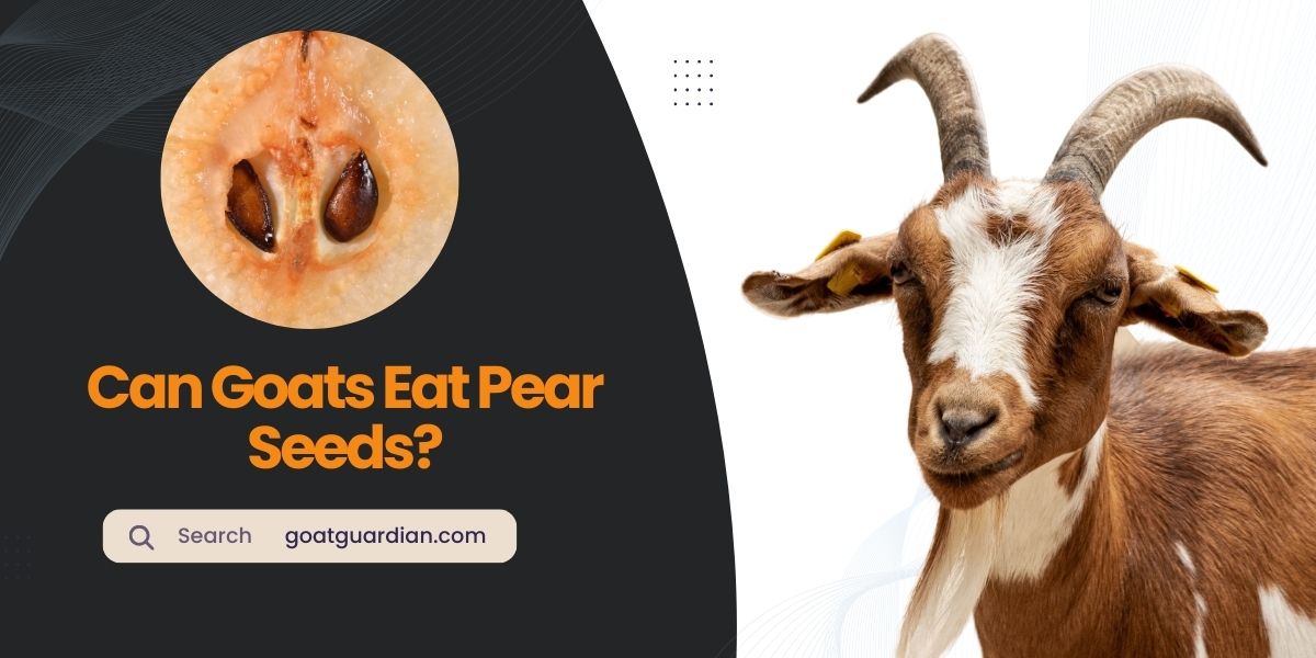 Can Goats Eat Pear Seeds
