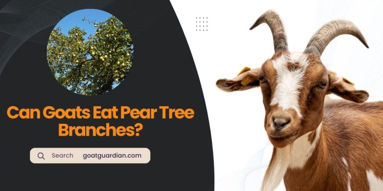 Can Goats Eat Pear Tree Branches? (Yes or No)