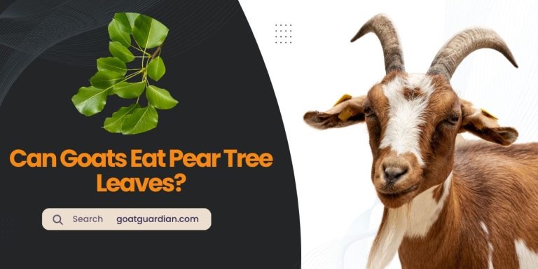 Can Goats Eat Pear Tree Leaves? (Ultimate Guide)