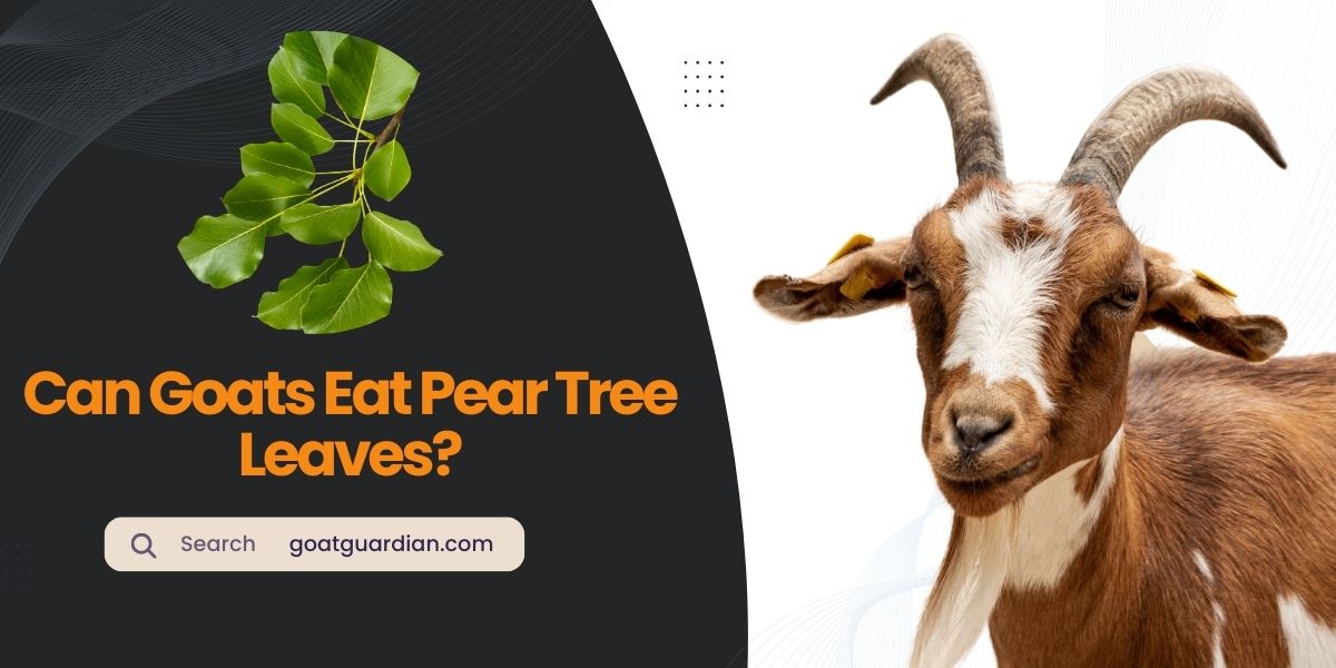 Can Goats Eat Pear Tree Leaves