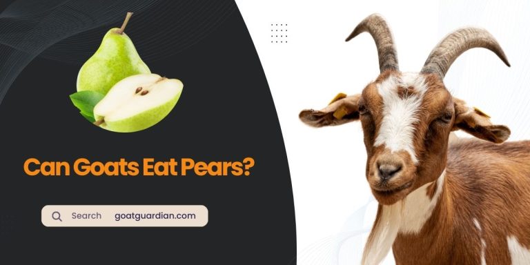 Can Goats Eat Pears? (Safe or Risky)