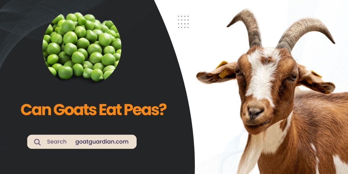 Can Goats Eat Peas