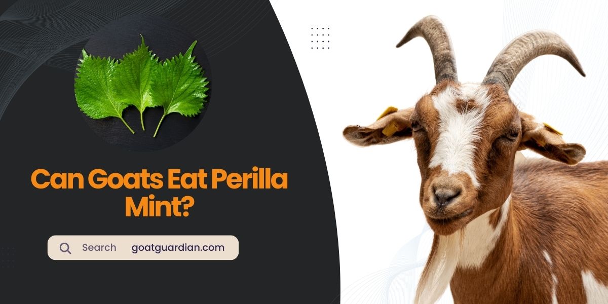 Can Goats Eat Perilla Mint