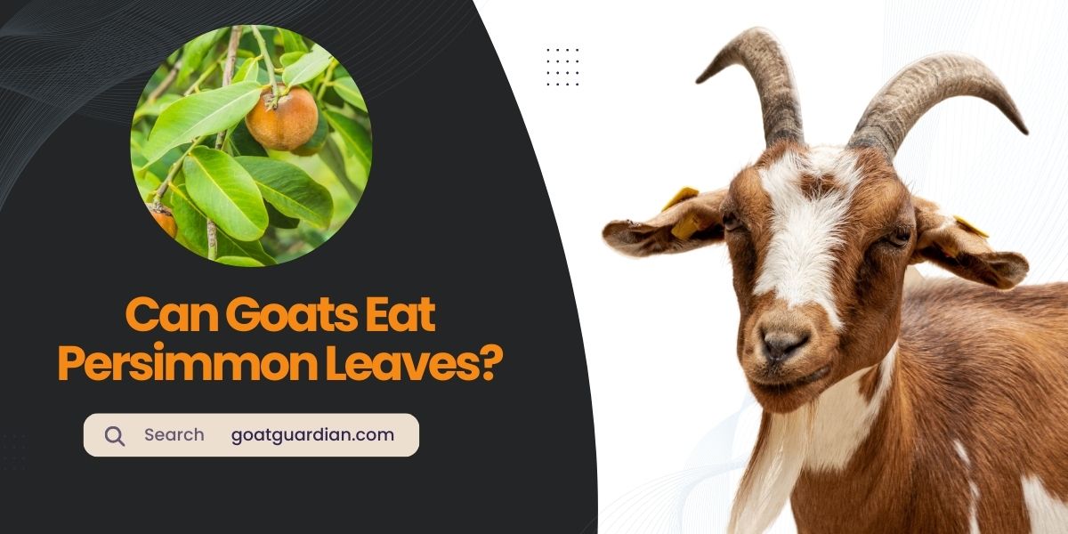Can Goats Eat Persimmon Leaves