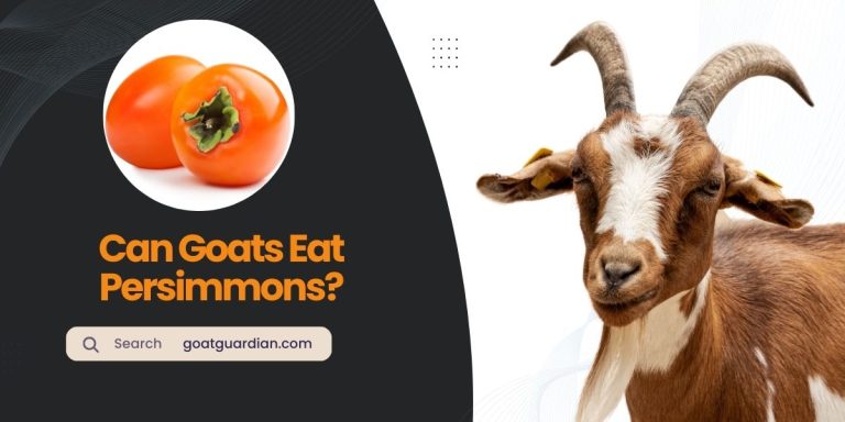 Can Goats Eat Persimmons? (with FAQs)