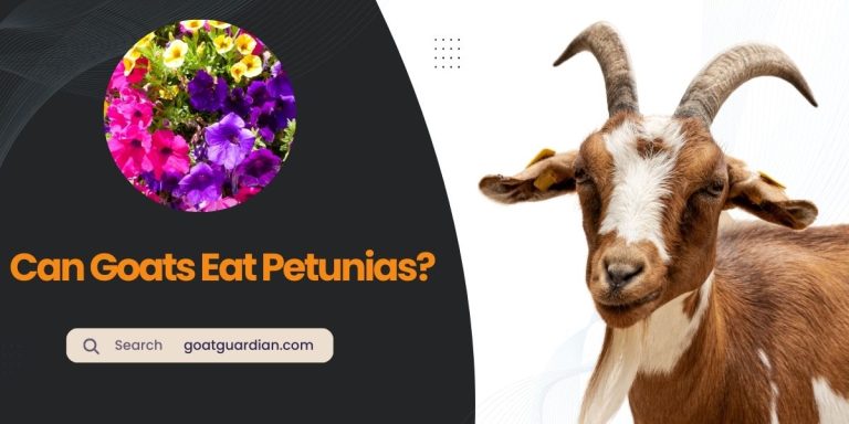Can Goats Eat Petunias? (Read After Feed)
