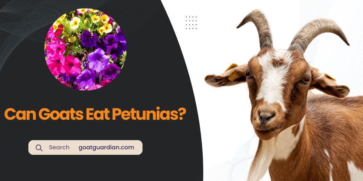 Can Goats Eat Petunias