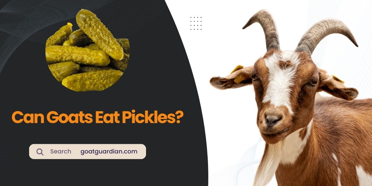 Can Goats Eat Pickles