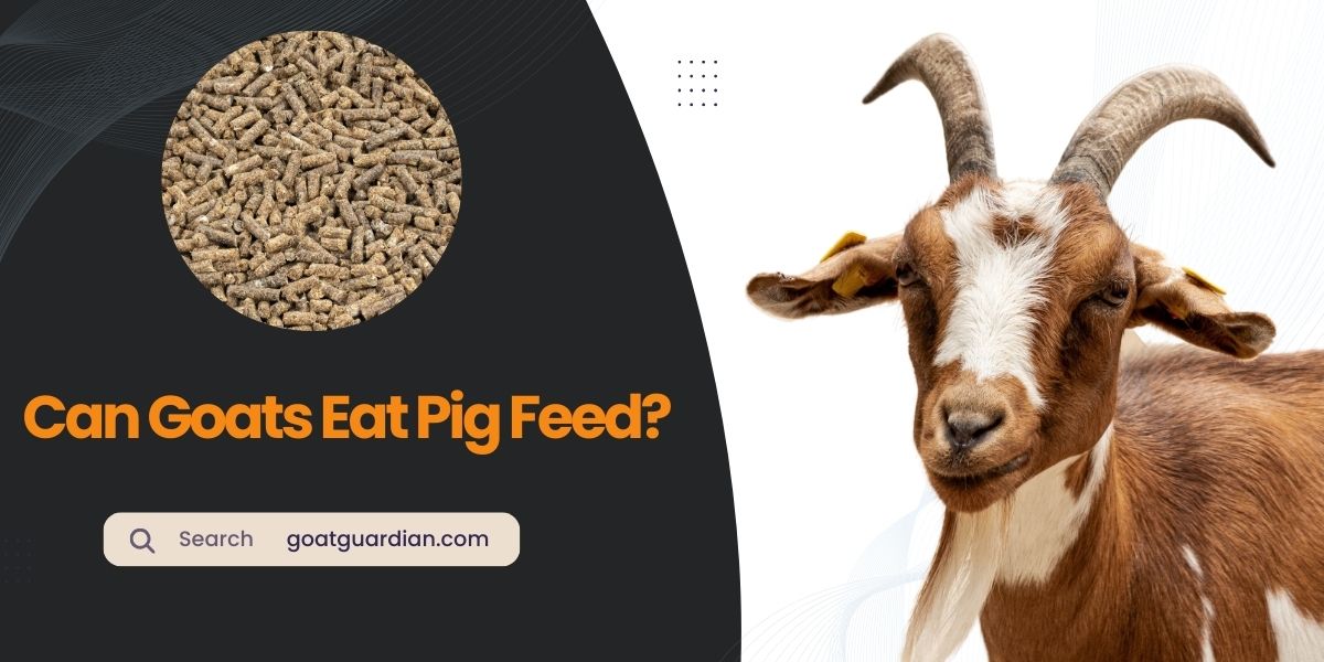 Can Goats Eat Pig Feed