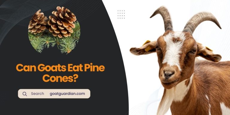 Can Goats Eat Pine Cones? (Find Out!)