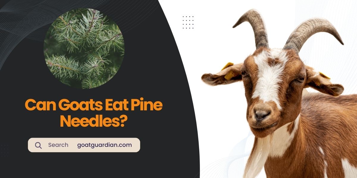 Can Goats Eat Pine Needles