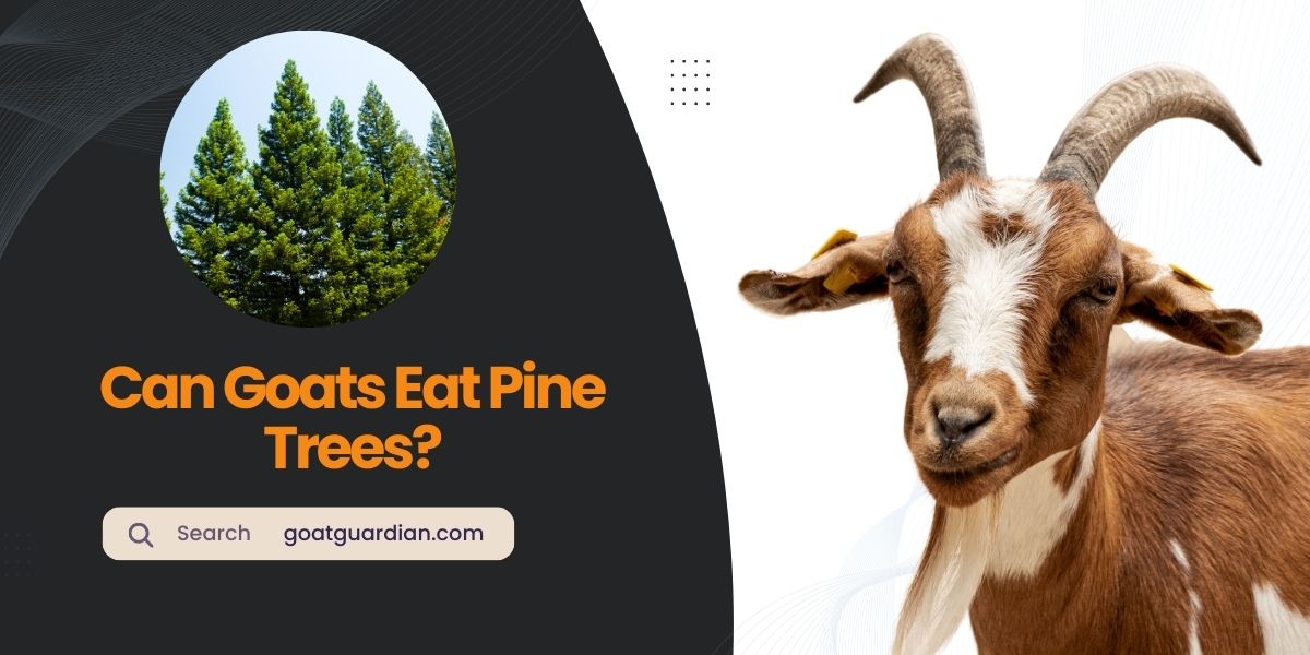 Can Goats Eat Pine Trees