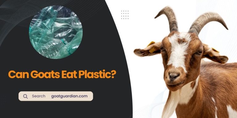 Can Goats Eat Plastic? (Truth and Dangers)