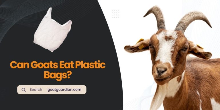 Can Goats Eat Plastic Bags? (Goats vs Plastic Bags)