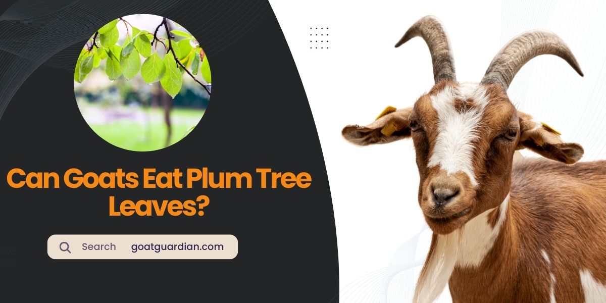 Can Goats Eat Plum Tree Leaves
