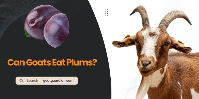 Can Goats Eat Plums? (Read Before Feeding)