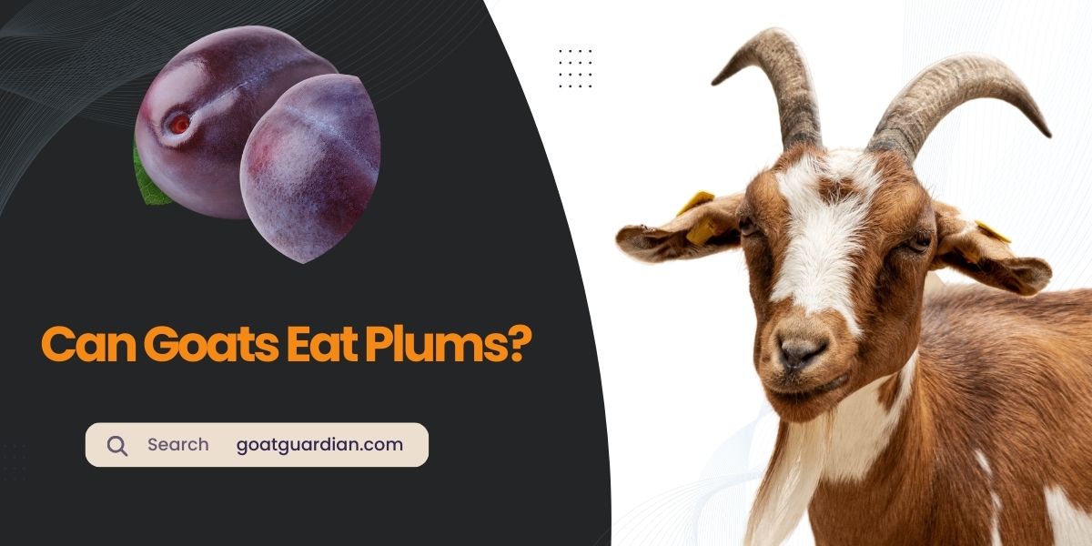 Can Goats Eat Plums