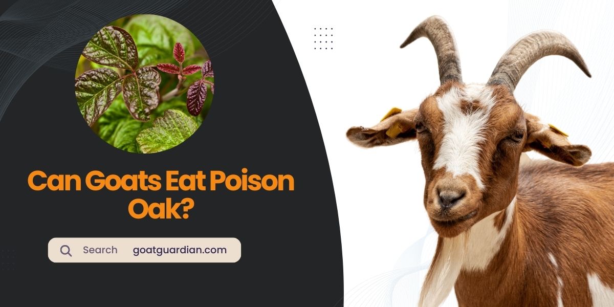 Can Goats Eat Poison Oak