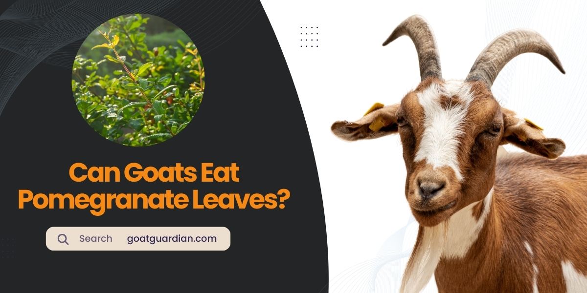 Can Goats Eat Pomegranate Leaves