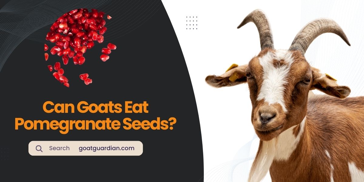 Can Goats Eat Pomegranate Seeds