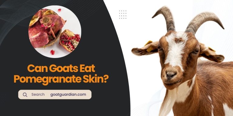 Can Goats Eat Pomegranate Skin? (with FAQs)