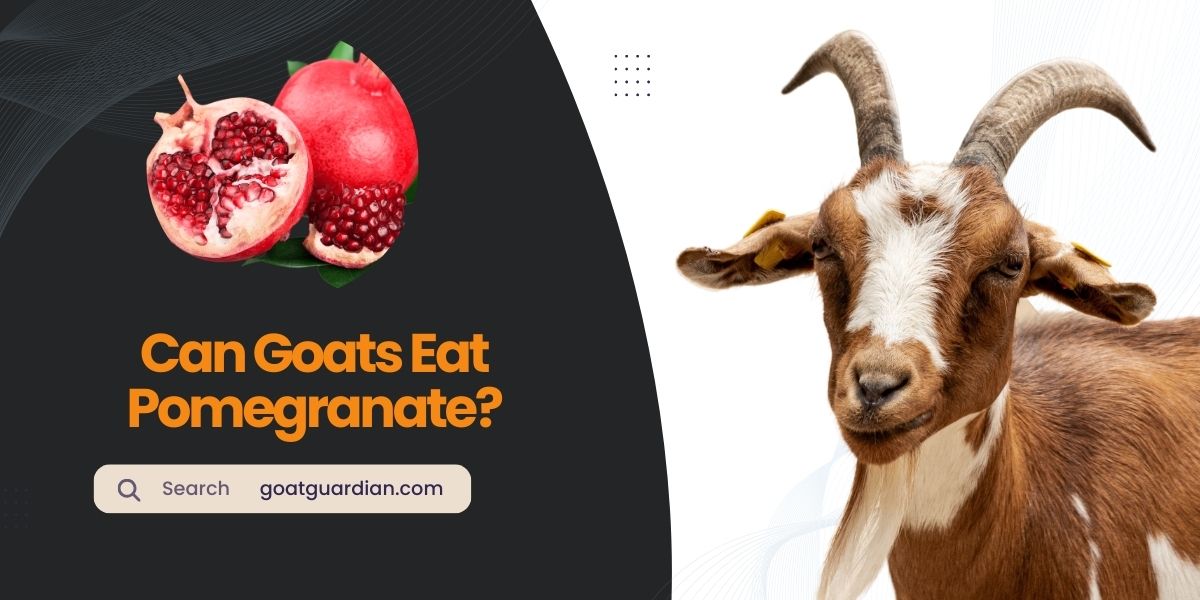 Can Goats Eat Pomegranate
