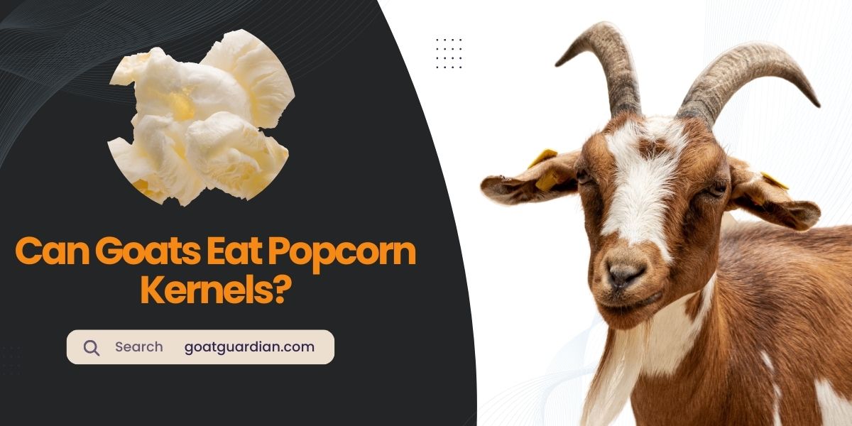 Can Goats Eat Popcorn Kernels