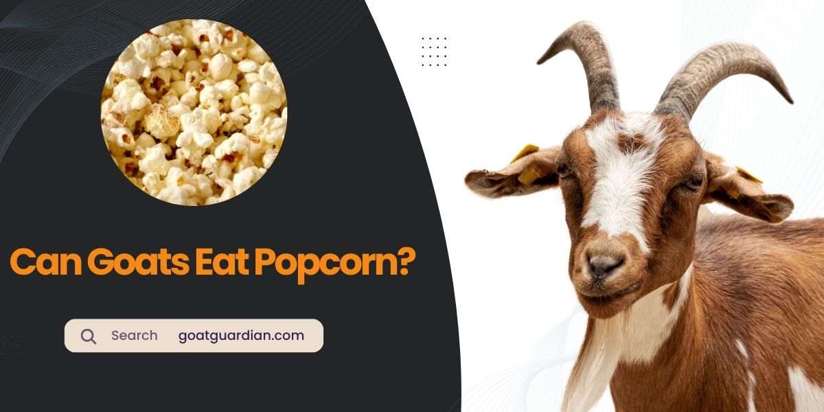 Can Goats Eat Popcorn