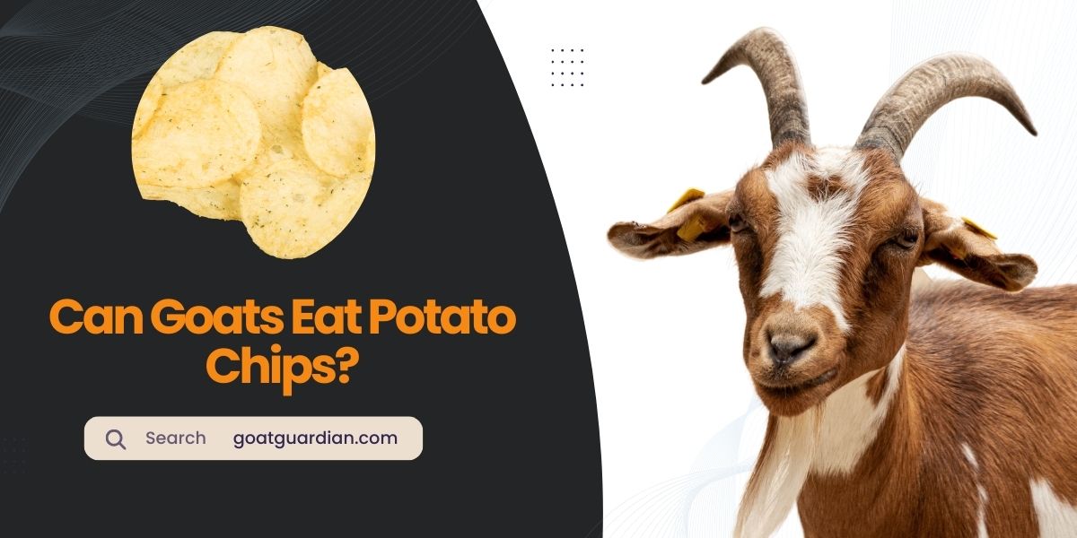 Can Goats Eat Potato Chips