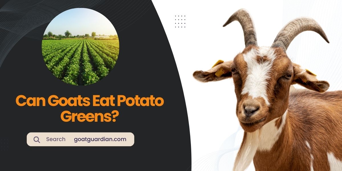 Can Goats Eat Potato Greens
