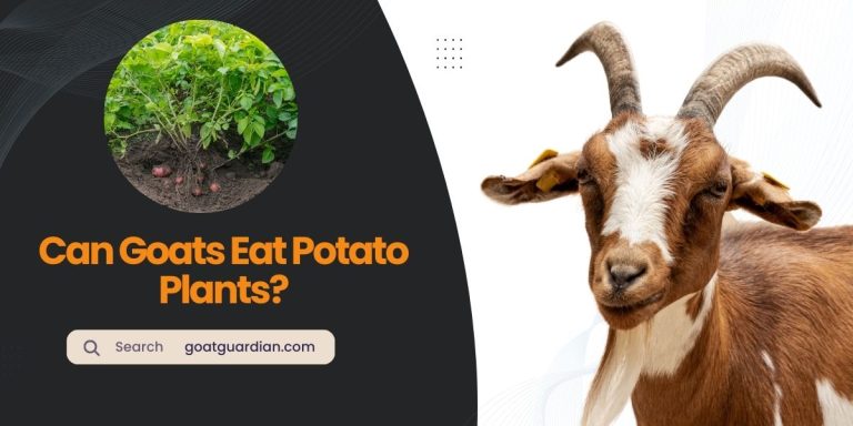 Can Goats Eat Potato Plants? (Risks and Benefits)