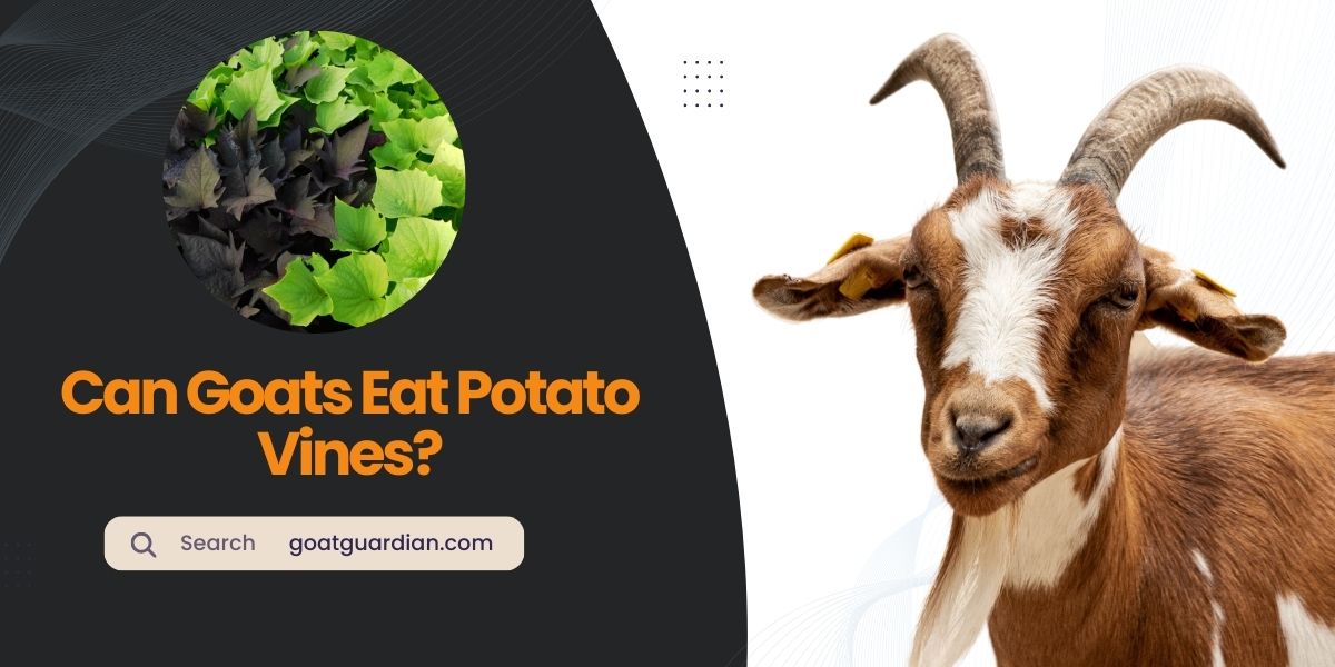 Can Goats Eat Potato Vines