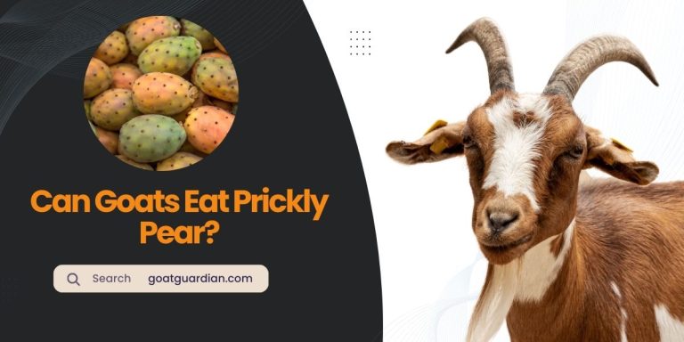 Can Goats Eat Prickly Pear? (Nutritional Benefits)