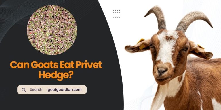 Can Goats Eat Privet Hedge? (with Benefits)