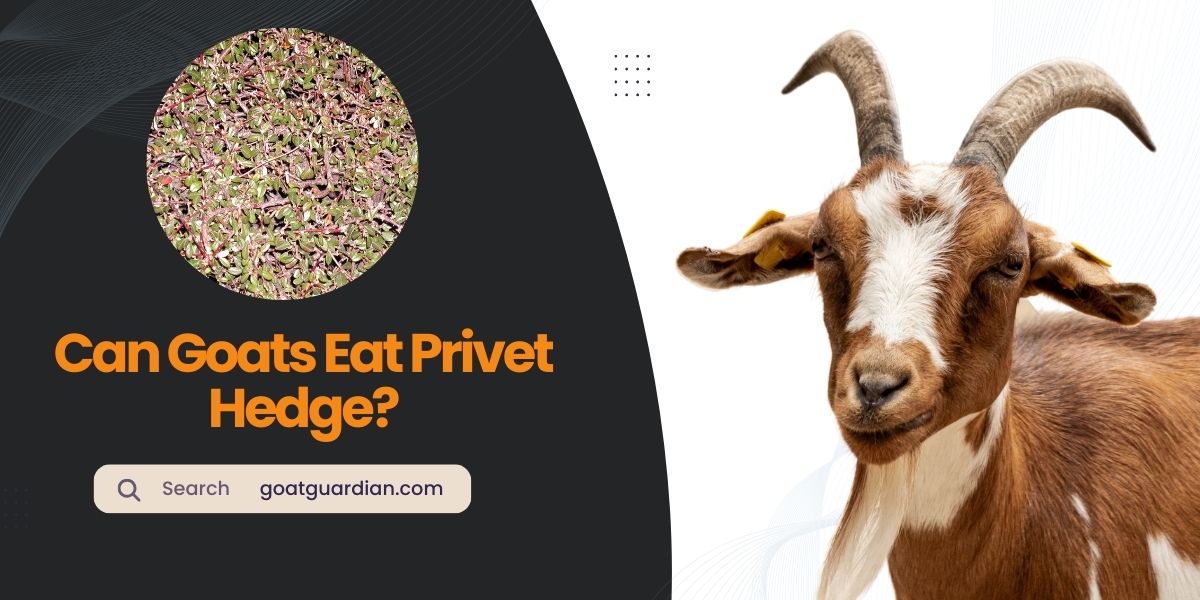 Can Goats Eat Privet Hedge