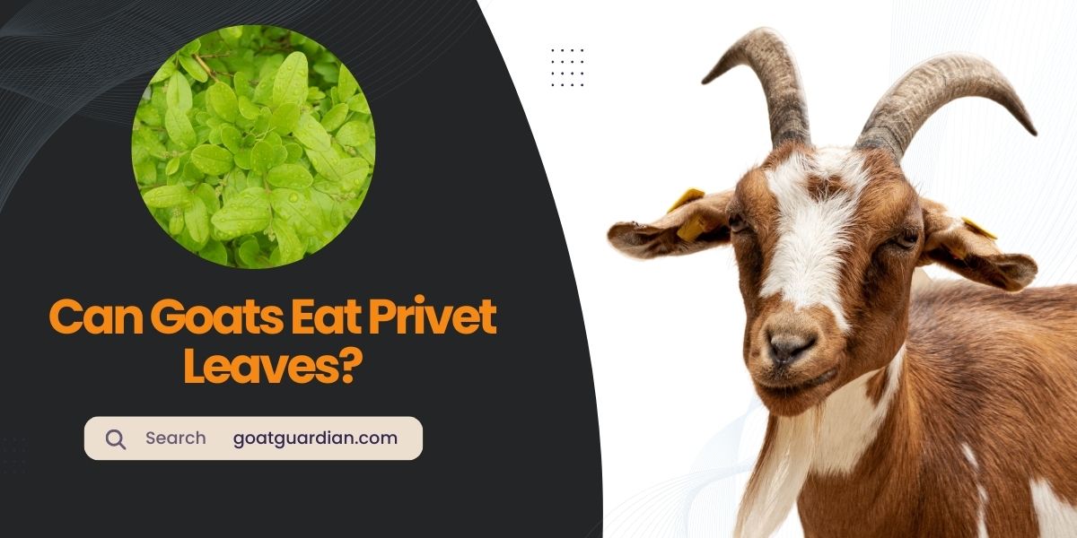 Can Goats Eat Privet Leaves