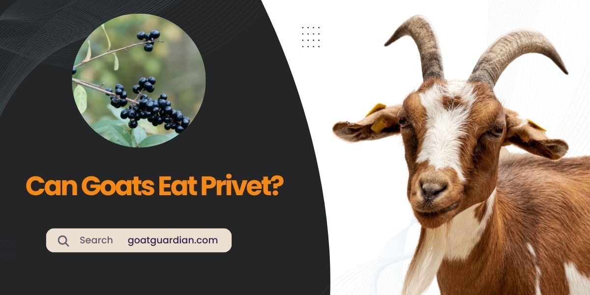 Can Goats Eat Privet