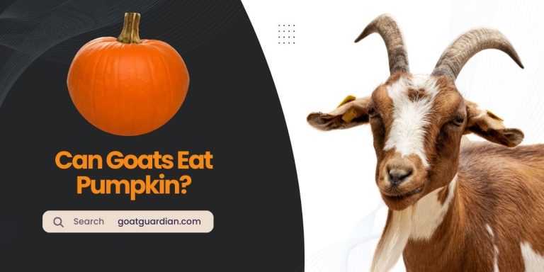 Can Goats Eat Pumpkin? (with Health Benefits)