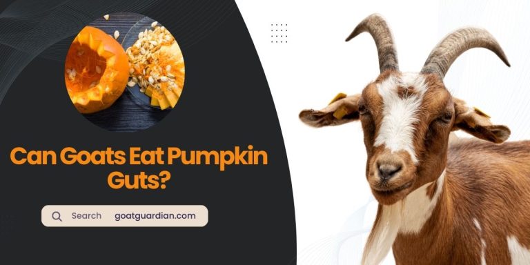 Can Goats Eat Pumpkin Guts? (Expert Opinion)