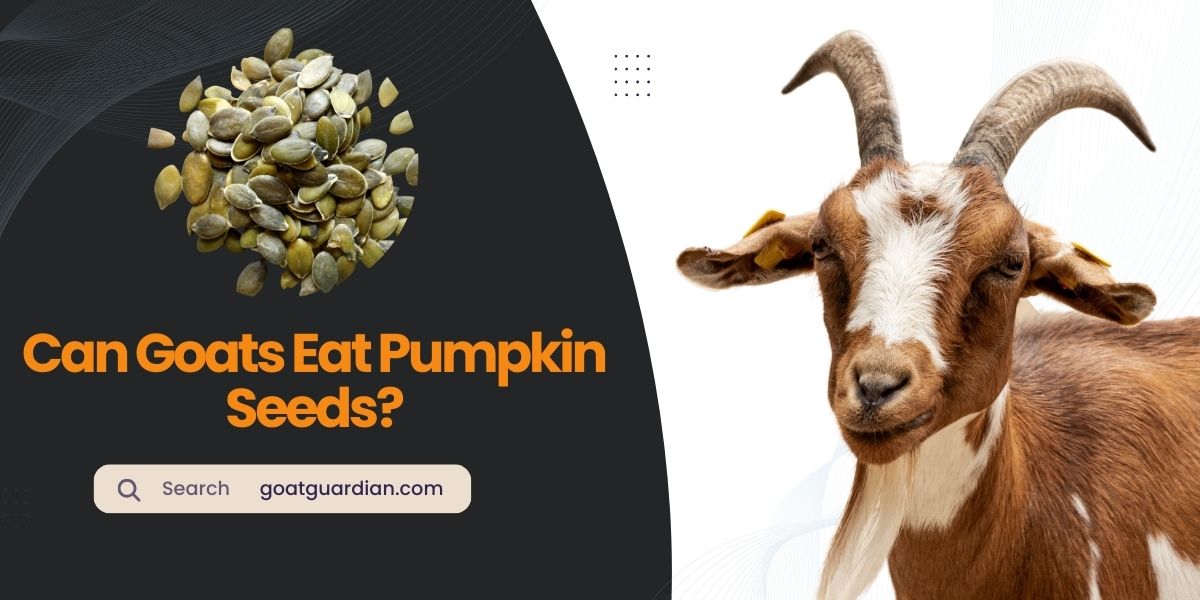 Can Goats Eat Pumpkin Seeds