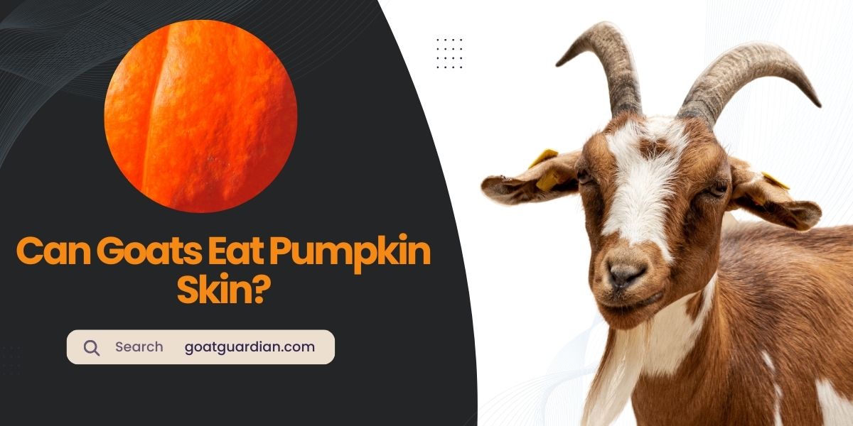 Can Goats Eat Pumpkin Skin