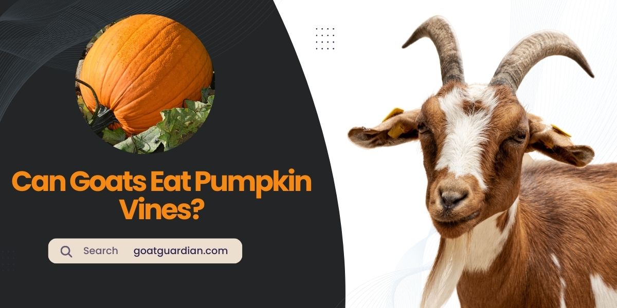 Can Goats Eat Pumpkin Vines