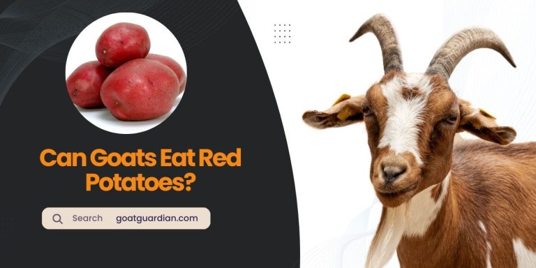 Can Goats Eat Red Potatoes? (Read Before Feeding)