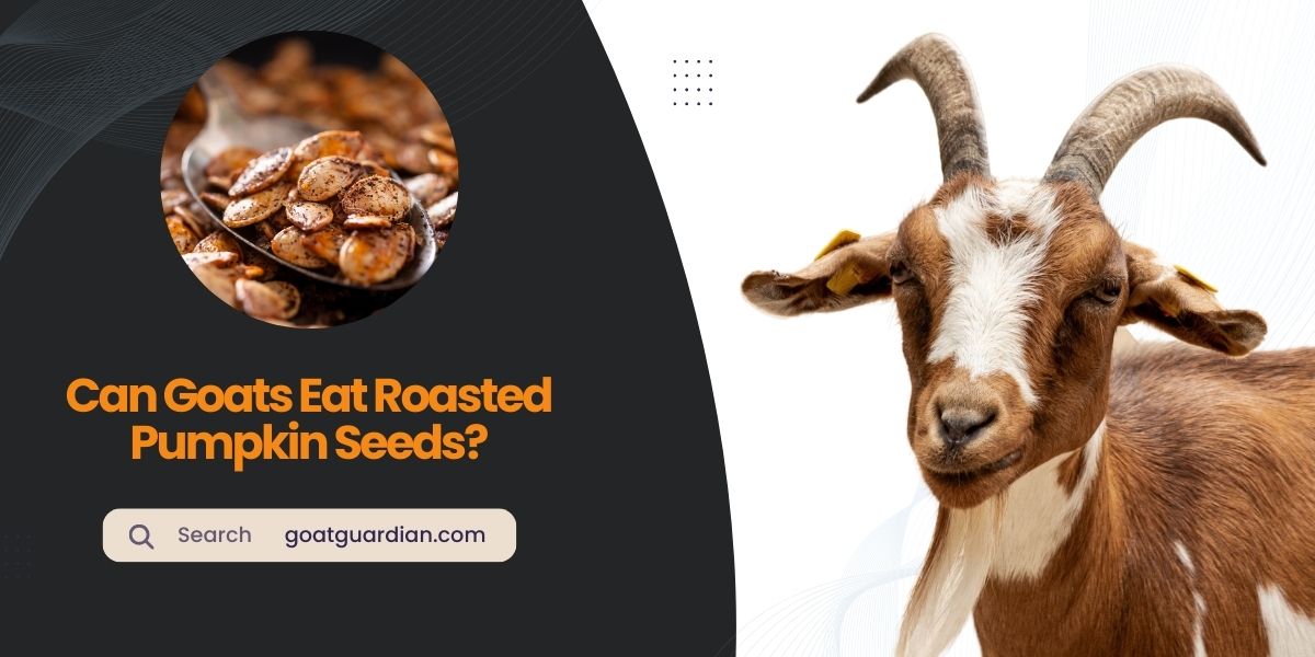 Can Goats Eat Roasted Pumpkin Seeds
