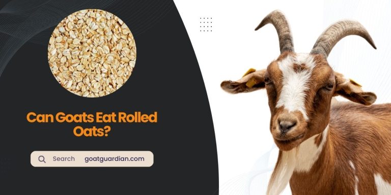 Can Goats Eat Rolled Oats? (Nutrition Guide)