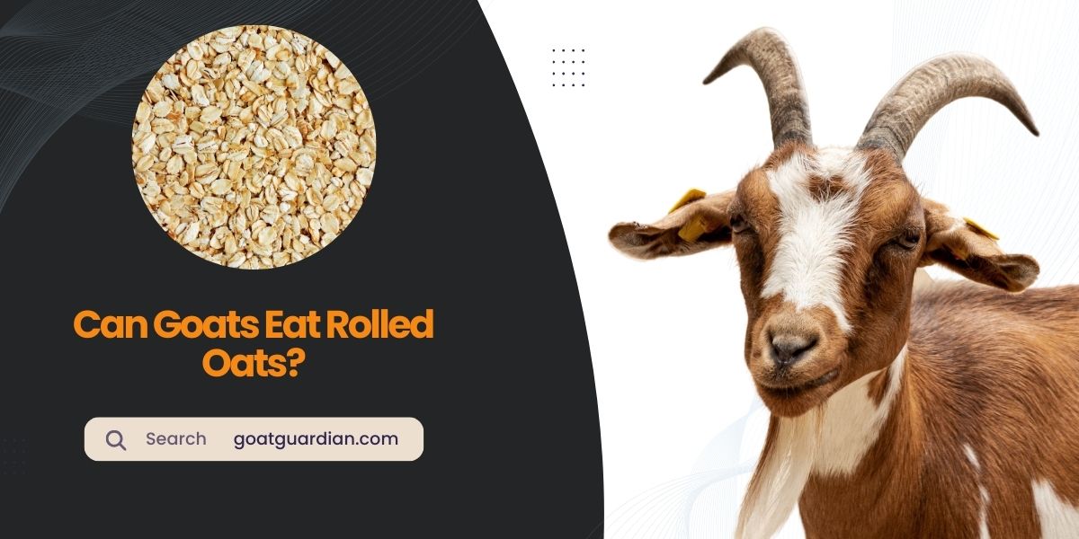 Can Goats Eat Rolled Oats